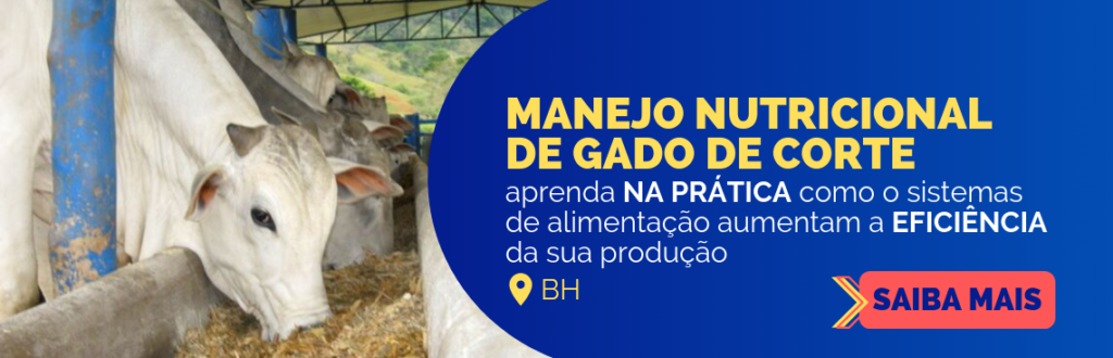 Nutrição de bovinos de corte Como fazer o manejo correto