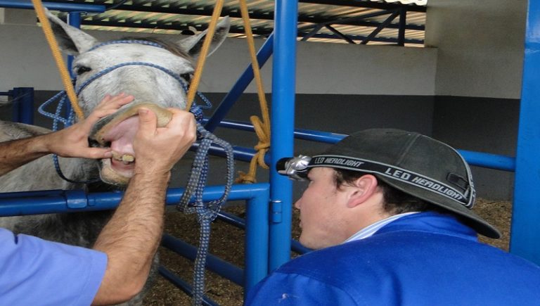 Odontologia Equina J Se Imaginou Atuando Nessa Rea