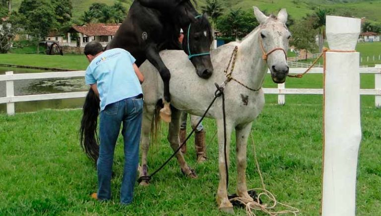 Laminite Equina Confira As Causas Sinais E Tratamento