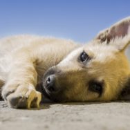 Fluidoterapia veterinária