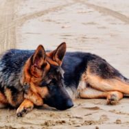 Displasia Coxofemoral em Cães conheça mais essa doença