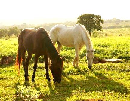Plantas tóxicas para cavalos - Royal Horse