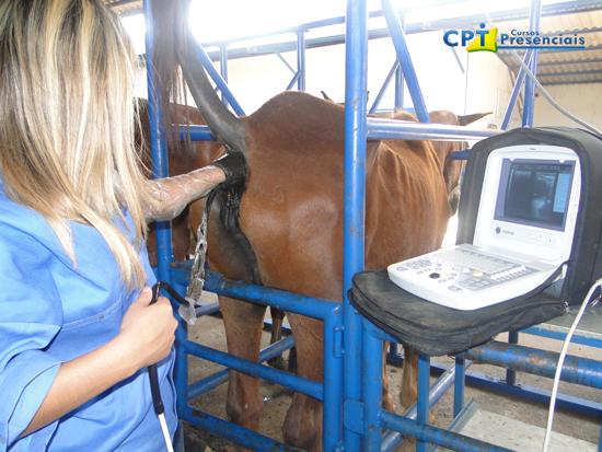 Palpação Transretal Em Equinos é De Suma Importância No Dia A Dia Do Médico Veterinário