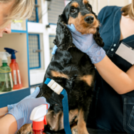 Parâmetros vitais em animais domésticos Como fazer a avaliação