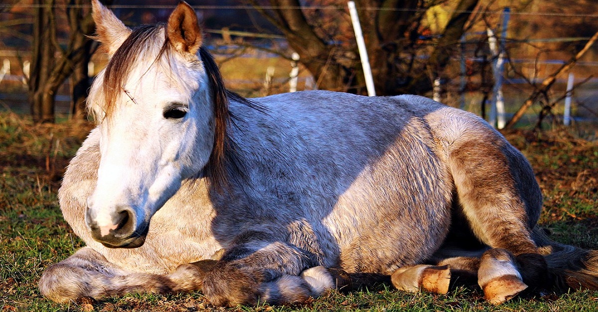 Picada de cobra em cavalo: Confira os principais sinais do problema