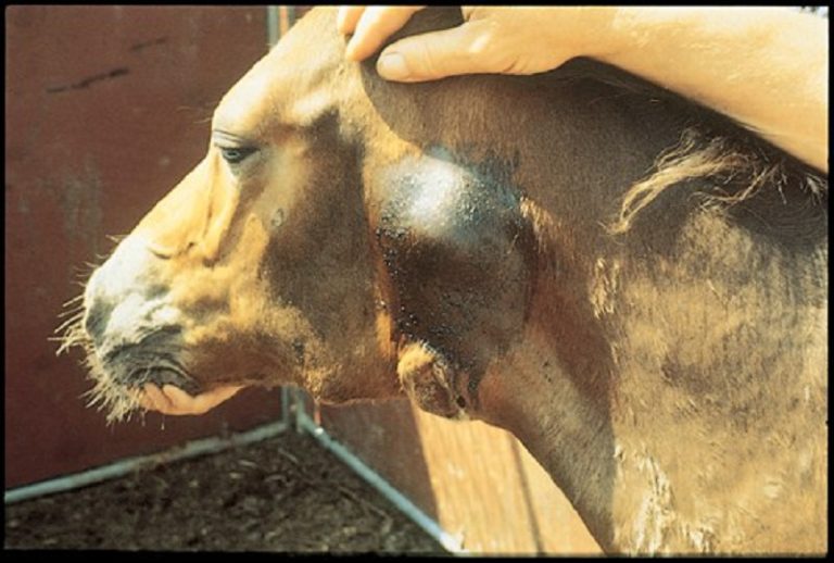 Garrotilho Equino: Saiba como tratar e prevenir essa doença